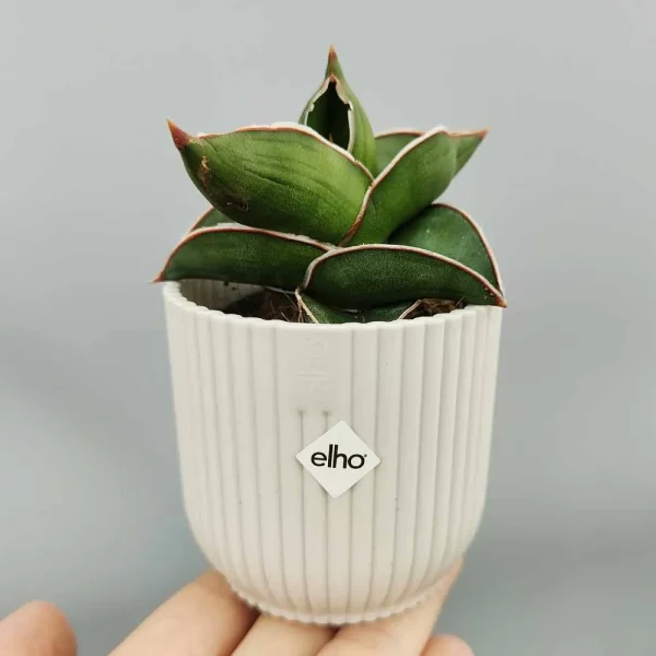 Sansevieria ehrenbergii Samurai