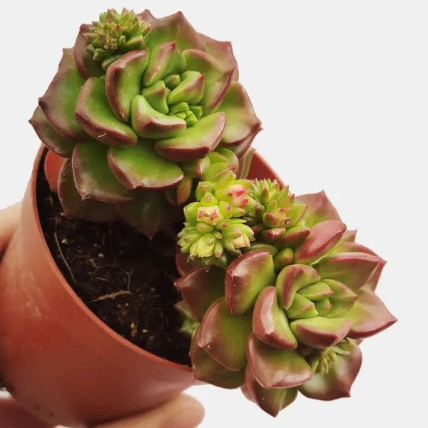 Sedeveria letizia