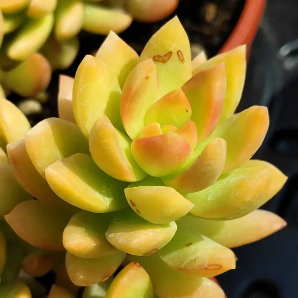 Sedum adolphii