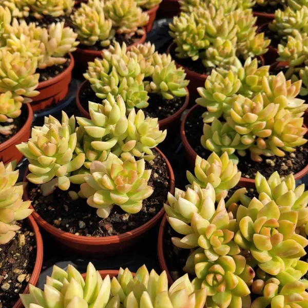 Sedum adolphii - immagine 3