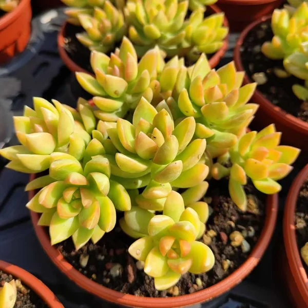 Sedum adolphii - immagine 2