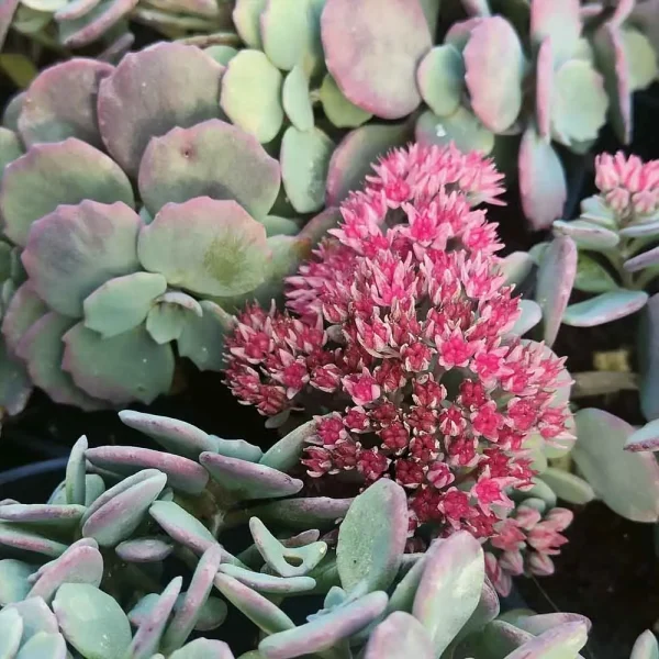 Sedum cauticola Coca Cola