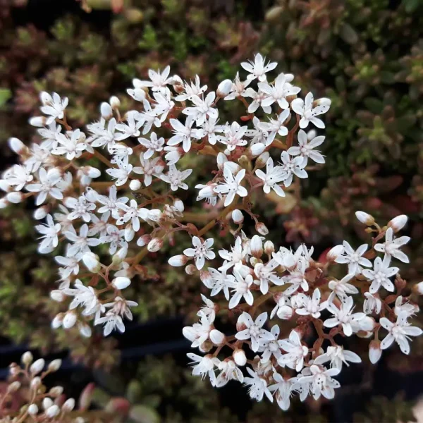 Sedum album coral carpet