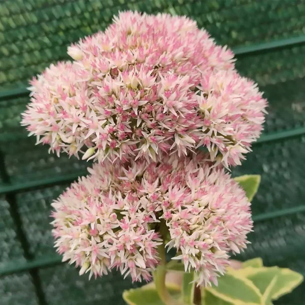 Sedum lajos variegato