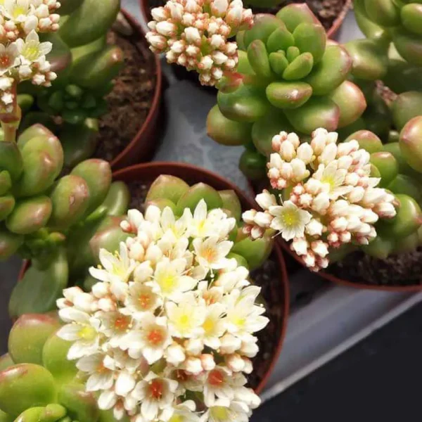 Sedum Lucidum ‘Obesum’