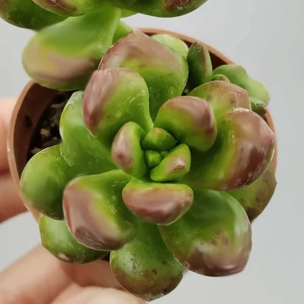 Sedum Lucidum ‘Obesum’ - immagine 3