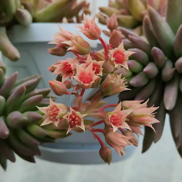 Sedum morganianum