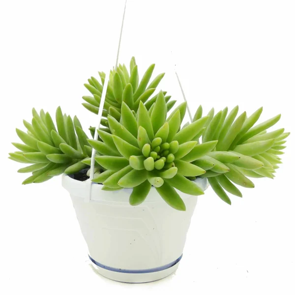 Sedum morganianum - immagine 2
