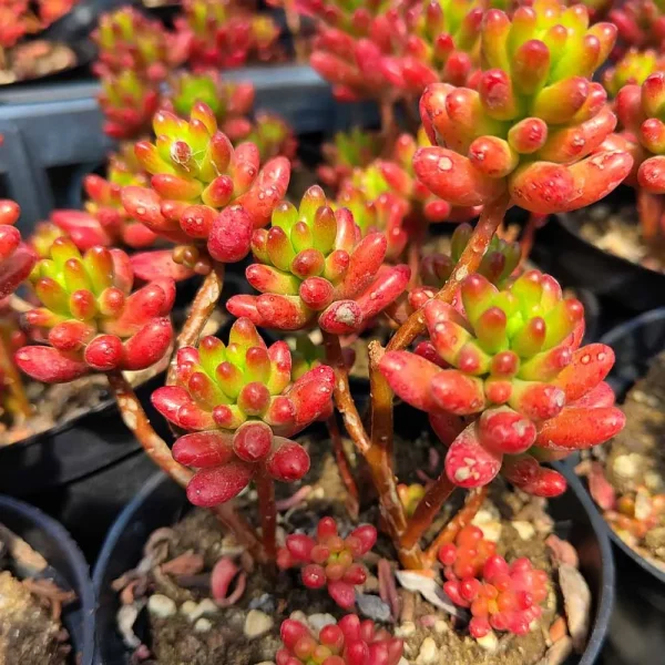 Sedum rubrotinctum - immagine 2