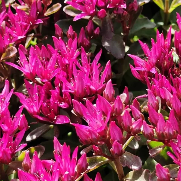 Sedum spurium