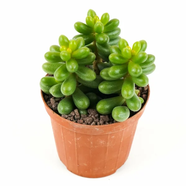 Sedum hernandezii