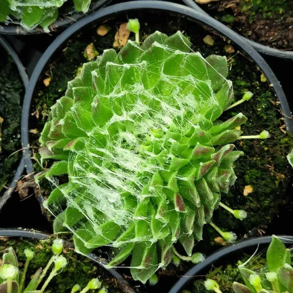 Sempervivum arachnoideum crestato - immagine 2