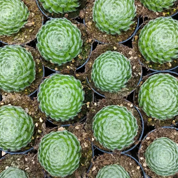 Sempervivum borisii - immagine 3