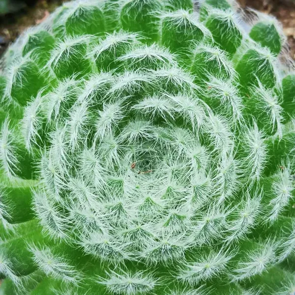 Sempervivum borisii - immagine 2