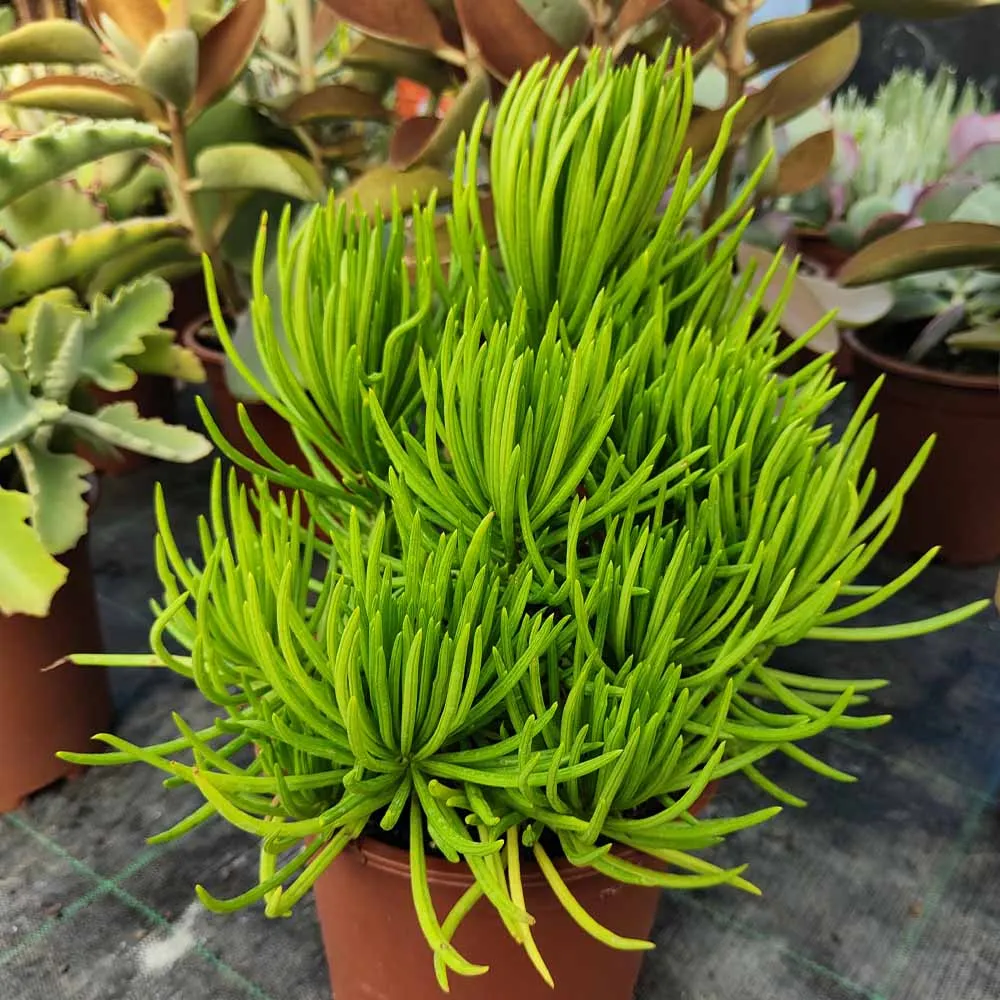 Senecio barbertonicus