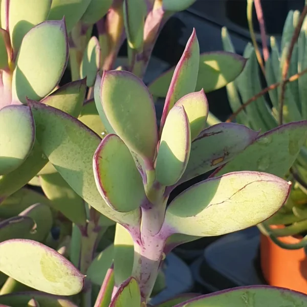 Senecio crassissimus