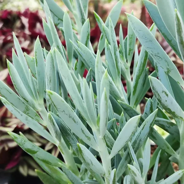 Senecio ficoides (Curio serpens ‘Mount everest’) - immagine 2