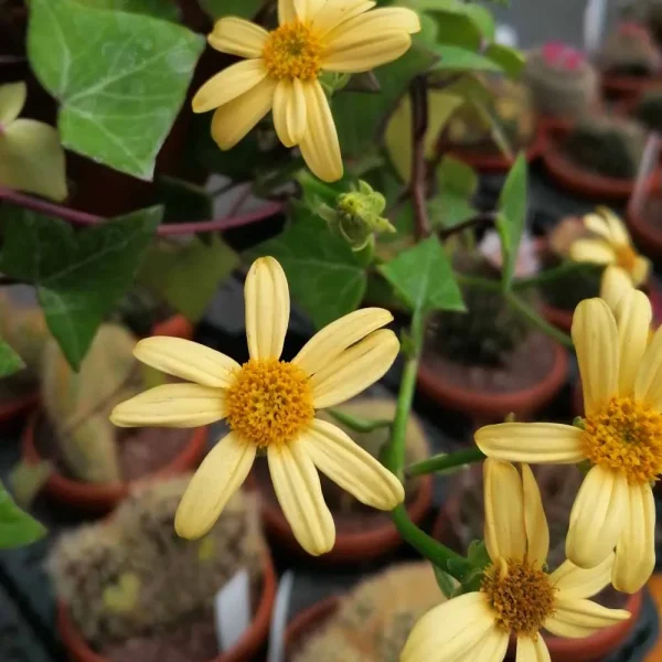 Senecio macroglossus variegatus - immagine 2