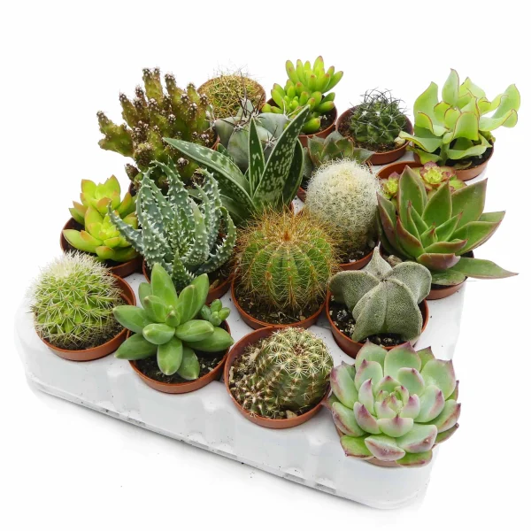 Set piantine succulente e cactus assortite - immagine 2