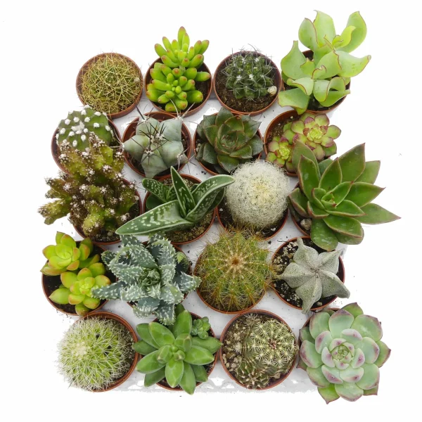 Set piantine succulente e cactus assortite