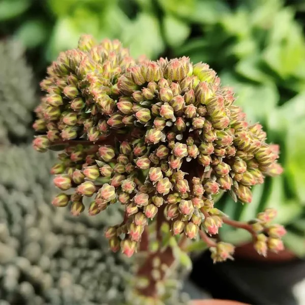Sinocrassula yunnanensis - immagine 2