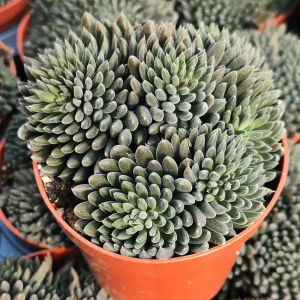 Sinocrassula yunnanensis