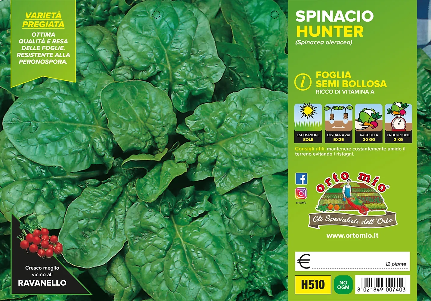 Spinacio semi bolloso – pack 12 piante