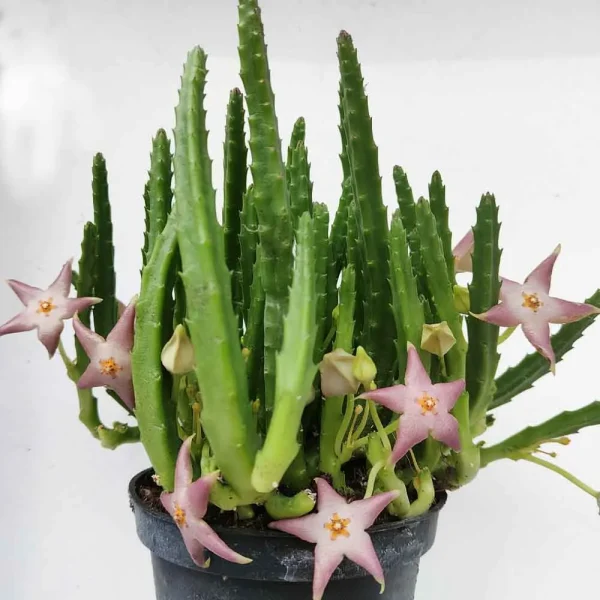 Stapelia divaricata (Stapelia fiore di cera) - immagine 2