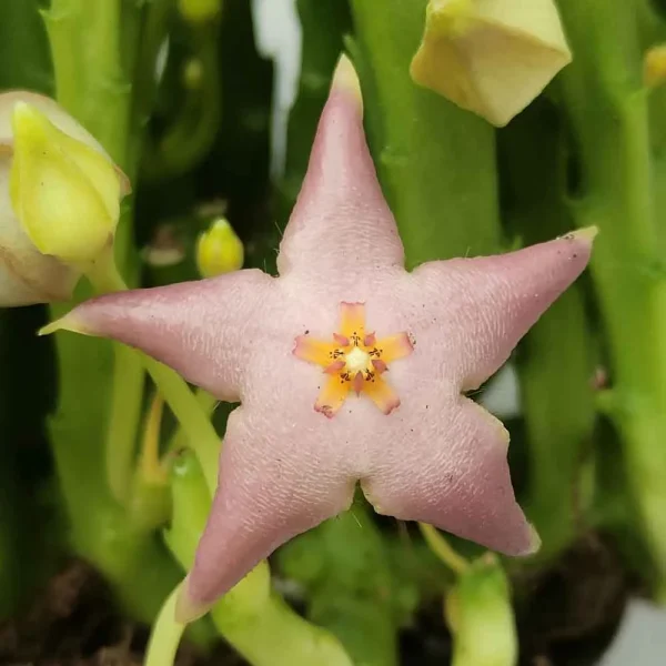 Stapelia divaricata (Stapelia fiore di cera)