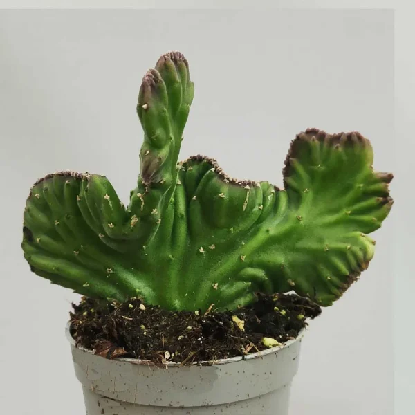Stapelia leendertziae crestata