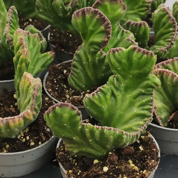Stapelia leendertziae crestata - immagine 2
