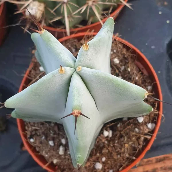 Stenocereus pruinosus - immagine 2