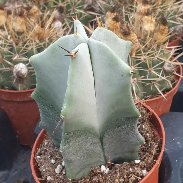 Stenocereus pruinosus