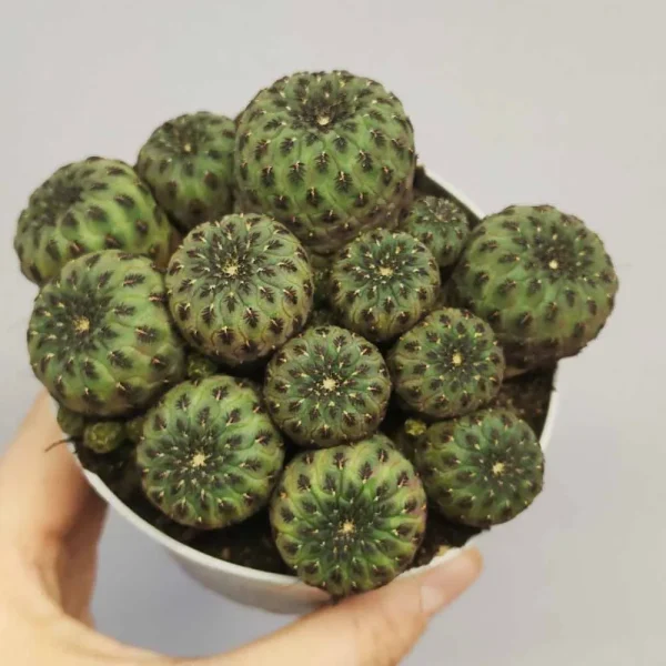 Sulcorebutia rauschii - immagine 2