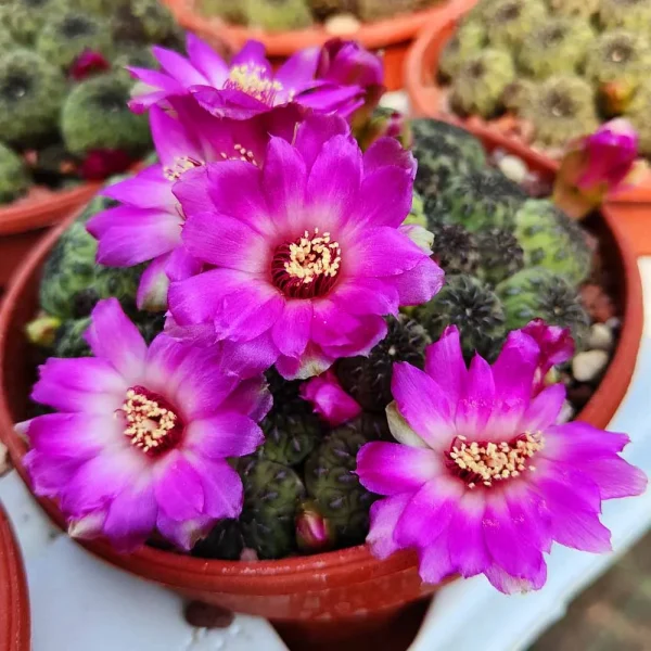Sulcorebutia rauschii