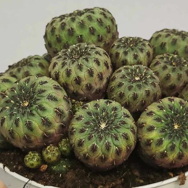 Sulcorebutia rauschii - immagine 3