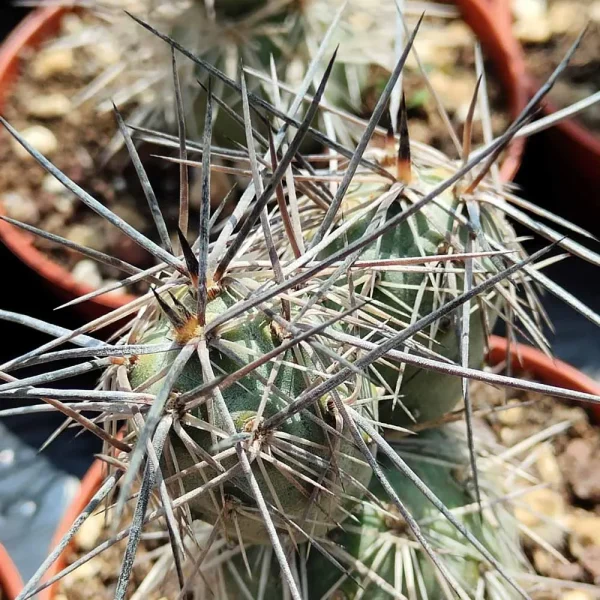 Tephrocactus alexanderi - immagine 2