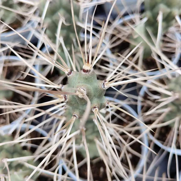 Tephrocactus aoracanthus - immagine 2