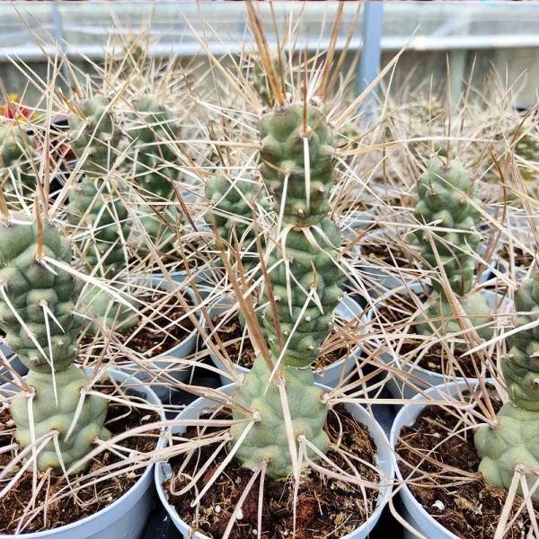 Tephrocactus aoracanthus