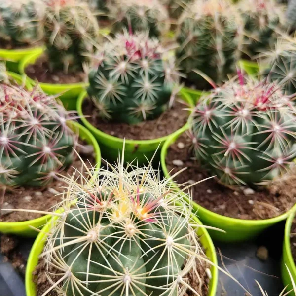 Thelocactus bicolor - immagine 4
