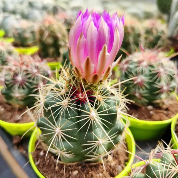 Thelocactus bicolor - immagine 3