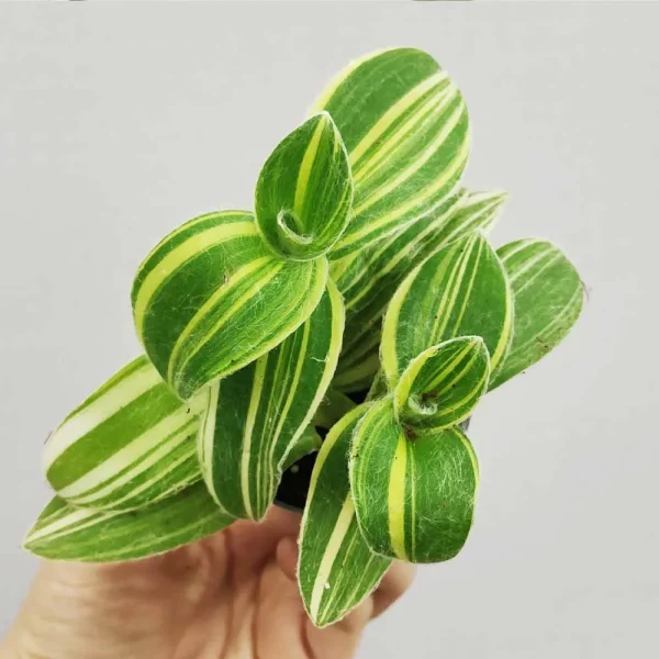 Tradescantia Sillamontana variegata