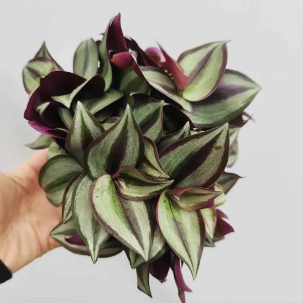 Tradescantia zebrina “Purpusii”