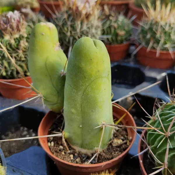 Trichocereus bridgesii mostruoso