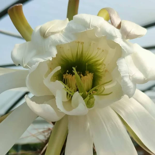 Trichocereus chiloensis