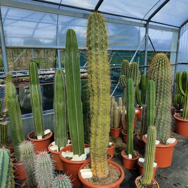 Trichocereus chiloensis - immagine 2
