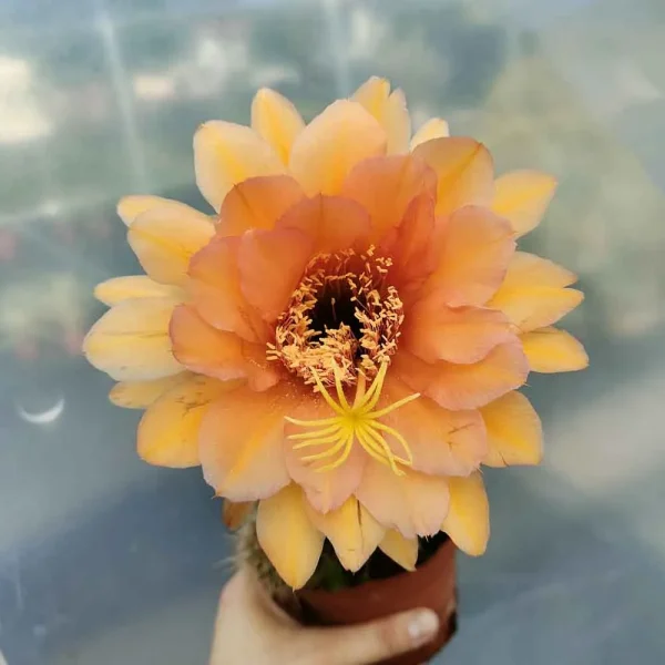 Trichocereus hybrid oro