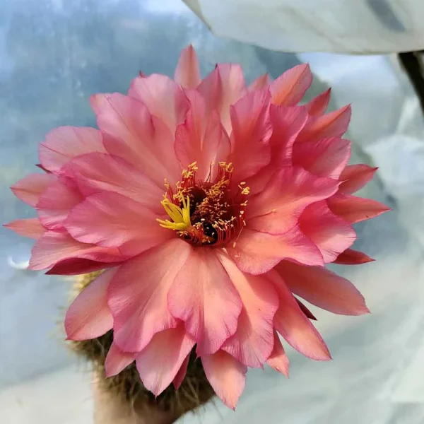 Trichocereus hybrid rosa vivo