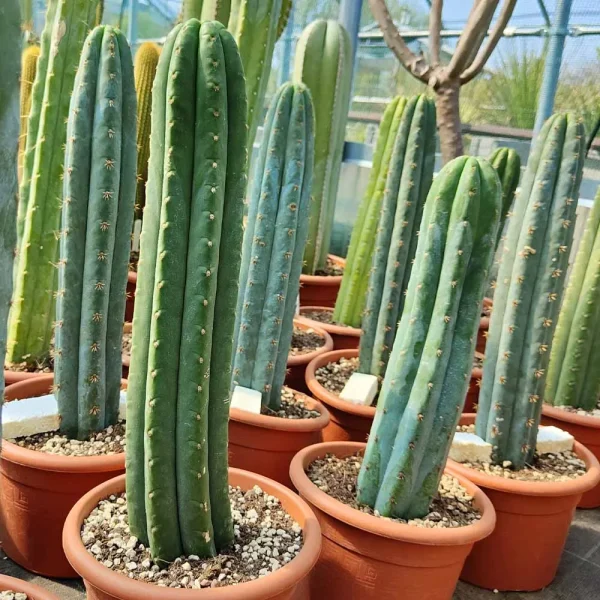 Trichocereus bridgesii