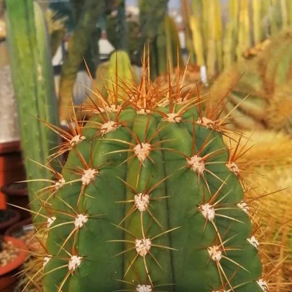 Trichocereus pasacana (echinopsis atacamensis) - immagine 3